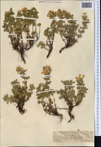 Dracocephalum nodulosum Rupr., Middle Asia, Northern & Central Tian Shan (M4) (Kazakhstan)