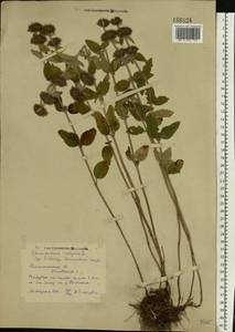 Clinopodium vulgare L., Eastern Europe, North-Western region (E2) (Russia)