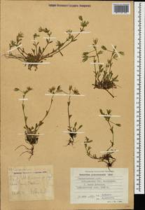 Cerastium purpurascens Adams, Caucasus, Stavropol Krai, Karachay-Cherkessia & Kabardino-Balkaria (K1b) (Russia)
