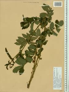 Agrimonia eupatoria subsp. grandis (Andrz. ex Asch. & Graebn.) Bornm., Eastern Europe, Middle Volga region (E8) (Russia)