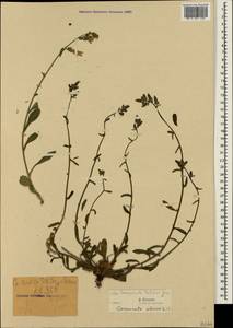 Campanula taurica Juz., Crimea (KRYM) (Russia)