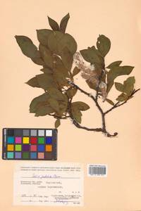 Salix pulchra subsp. pulchra, Siberia, Chukotka & Kamchatka (S7) (Russia)