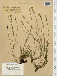 Dianthus fragrans Bieb., Caucasus, North Ossetia, Ingushetia & Chechnya (K1c) (Russia)