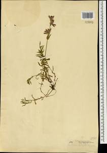 Silene repens Patrin, Mongolia (MONG) (Mongolia)