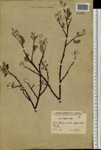 Salix krylovii E. L. Wolf, Siberia, Baikal & Transbaikal region (S4) (Russia)