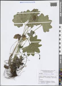 Alchemilla tichomirovii Czkalov, Eastern Europe, Middle Volga region (E8) (Russia)