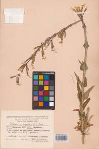 Silene viscosa (L.) Pers., Eastern Europe, Lower Volga region (E9) (Russia)
