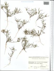 Brassicaceae, Middle Asia, Caspian Ustyurt & Northern Aralia (M8) (Kazakhstan)