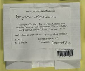 Ptychostomum compactum Hornsch., Bryophytes, Bryophytes - Krasnoyarsk Krai, Tyva & Khakassia (B17) (Russia)