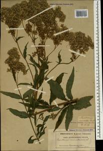 Eupatorium cannabinum L., Caucasus, Georgia (K4) (Georgia)