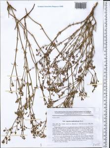 Asperula graveolens subsp. danilewskiana (Basiner) Pyatunina, Middle Asia, Caspian Ustyurt & Northern Aralia (M8) (Kazakhstan)