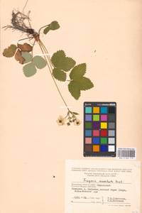 Fragaria moschata Duchesne, Eastern Europe, Moscow region (E4a) (Russia)