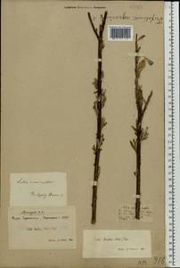 Salix viminalis L., Eastern Europe, Central forest-and-steppe region (E6) (Russia)