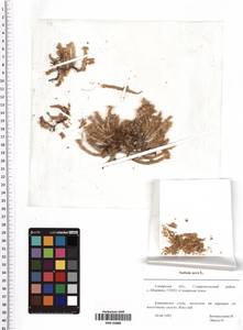 Sedum acre L., Eastern Europe, Middle Volga region (E8) (Russia)