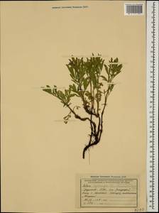 Salvia hydrangea DC. ex Benth., Caucasus, Georgia (K4) (Georgia)