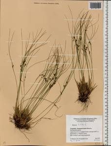 Oreojuncus trifidus (L.) Záv. Drábk. & Kirschner, Eastern Europe, West Ukrainian region (E13) (Ukraine)