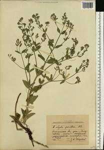 Nepeta ucranica subsp. parviflora (M.Bieb.) M.Masclans, Eastern Europe, South Ukrainian region (E12) (Ukraine)