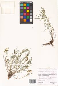 Potentilla verticillaris Stephan ex Willd., Siberia, Russian Far East (S6) (Russia)