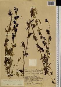 Aconitum ambiguum Rchb., Siberia, Baikal & Transbaikal region (S4) (Russia)