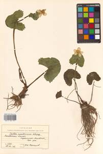 Caltha palustris var. minor (Mill.) DC., Siberia, Chukotka & Kamchatka (S7) (Russia)