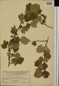 Crataegus sanguinea Pall., Eastern Europe, Moscow region (E4a) (Russia)