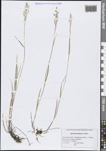 Agrostis stolonifera L., Eastern Europe, Northern region (E1) (Russia)