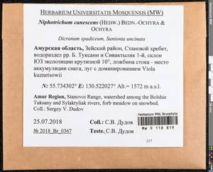 Niphotrichum canescens (Hedw.) Bedn.-Ochyra & Ochyra, Bryophytes, Bryophytes - Russian Far East (excl. Chukotka & Kamchatka) (B20) (Russia)