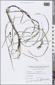 Sparganium hyperboreum Laest. ex Beurl., Siberia, Chukotka & Kamchatka (S7) (Russia)