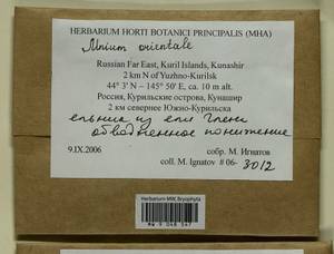 Mnium orientale R.E. Wyatt, Odrzyk. & T.J. Kop., Bryophytes, Bryophytes - Russian Far East (excl. Chukotka & Kamchatka) (B20) (Russia)