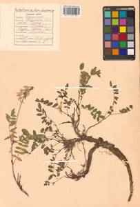 Hedysarum inundatum Turcz., Siberia, Russian Far East (S6) (Russia)
