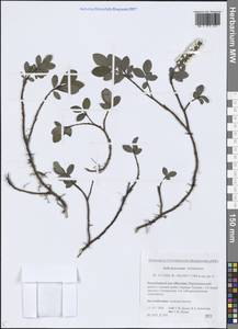 Salix fuscescens Andersson, Siberia, Yakutia (S5) (Russia)