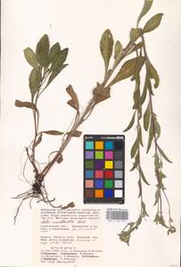 Aster amellus L., Eastern Europe, Lower Volga region (E9) (Russia)