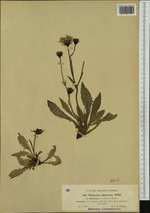 Hieracium nigrescens Willd., Western Europe (EUR) (Germany)