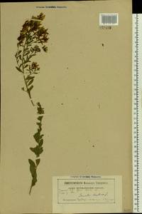 Genista tinctoria L., Eastern Europe, Belarus (E3a) (Belarus)