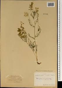 Astragalus mongholicus Bunge, Mongolia (MONG) (Mongolia)