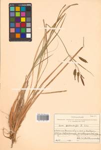 Carex middendorffii F.Schmidt, Siberia, Russian Far East (S6) (Russia)