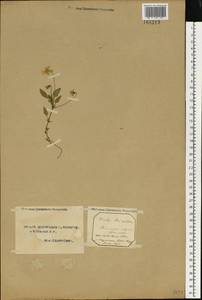 Viola tricolor L., Eastern Europe, Northern region (E1) (Russia)