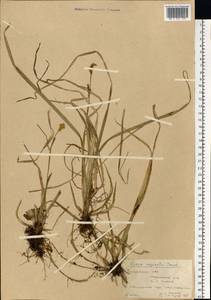 Carex vaginata Tausch, Eastern Europe, Central forest region (E5) (Russia)