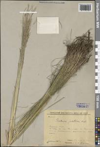 Festuca jacutica Drobow, Siberia, Yakutia (S5) (Russia)