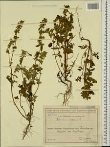 Stachys annua (L.) L., Caucasus, Black Sea Shore (from Novorossiysk to Adler) (K3) (Russia)