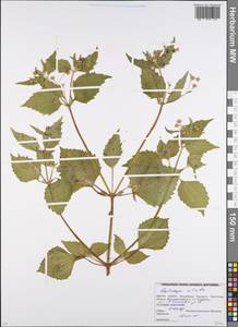 Galinsoga quadriradiata Ruiz & Pav., Eastern Europe, Belarus (E3a) (Belarus)