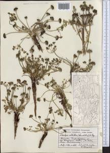 Schulzia albiflora (Kar. & Kir.) Popov, Middle Asia, Dzungarian Alatau & Tarbagatai (M5) (Kazakhstan)