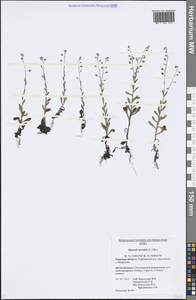 Myosotis arvensis (L.) Hill, Eastern Europe, North-Western region (E2) (Russia)
