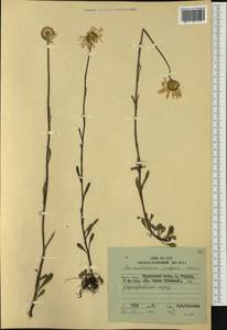 Leucanthemum vulgare Lam., Siberia, Russian Far East (S6) (Russia)