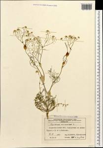 Lepidium vesicarium L., Caucasus, Azerbaijan (K6) (Azerbaijan)