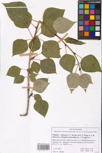 Populus tremuloides Michx., Eastern Europe, Central forest region (E5) (Russia)