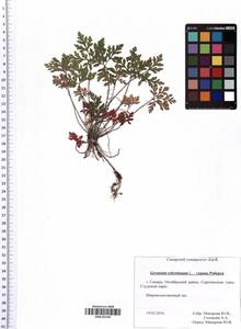 Geranium robertianum L., Eastern Europe, Middle Volga region (E8) (Russia)
