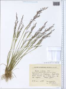 Agrostis anadyrensis Soczava, Siberia, Yakutia (S5) (Russia)