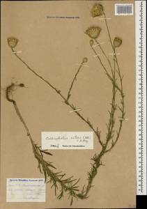 Callicephalus nitens (M. Bieb. ex Willd.) C. A. Mey., Caucasus, Armenia (K5) (Armenia)