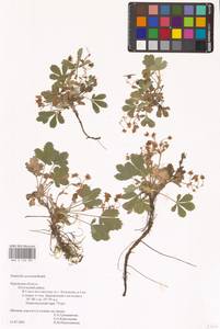 Potentilla cinerea subsp. incana (G. Gaertn., B. Mey. & Scherb.) Asch., Eastern Europe, Central region (E4) (Russia)